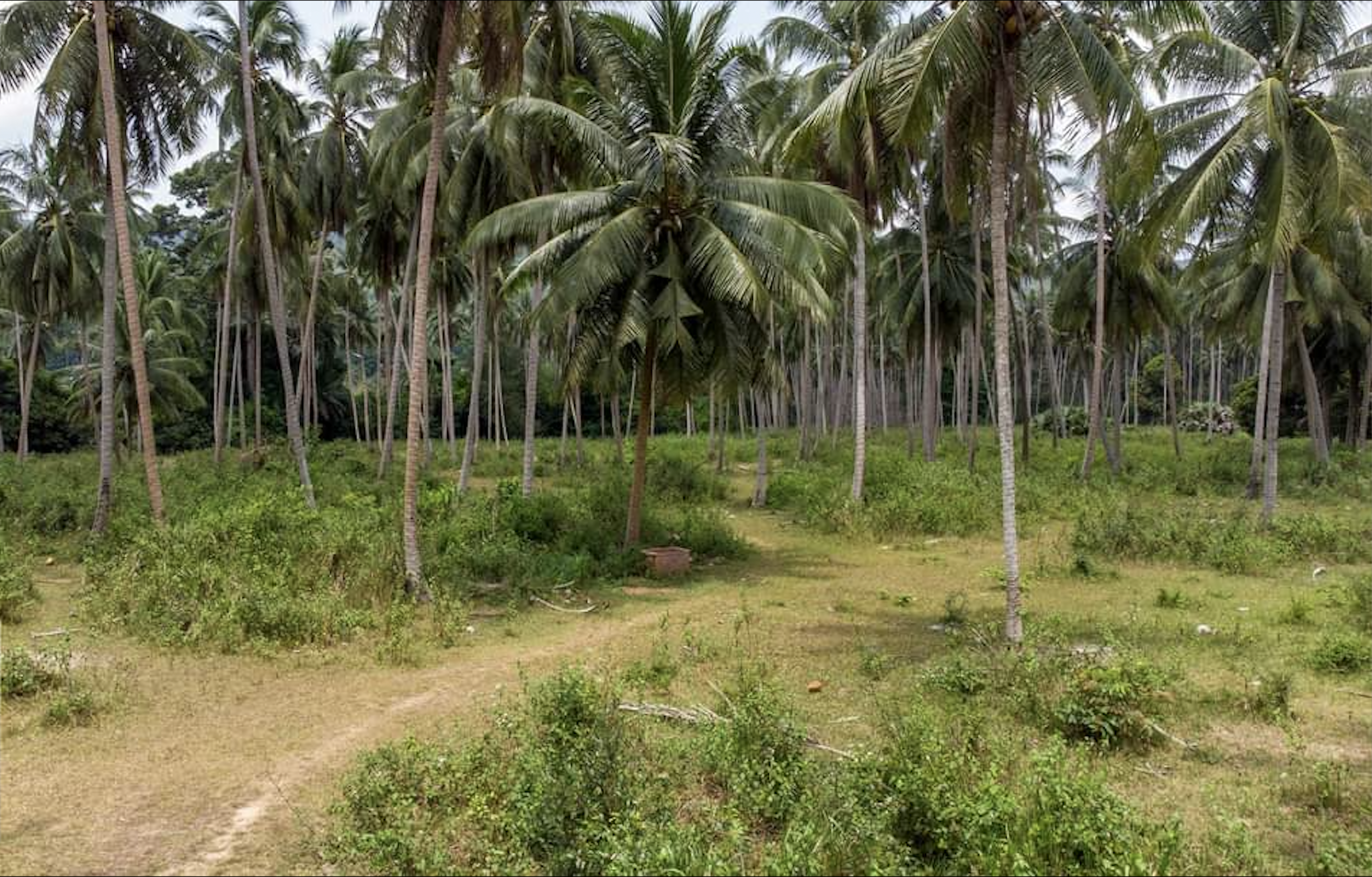 Opportunité d’Investissement à Maenam, Koh Samui – Terrain Plat de 1 Rai à Vendre avec Titre Chanote